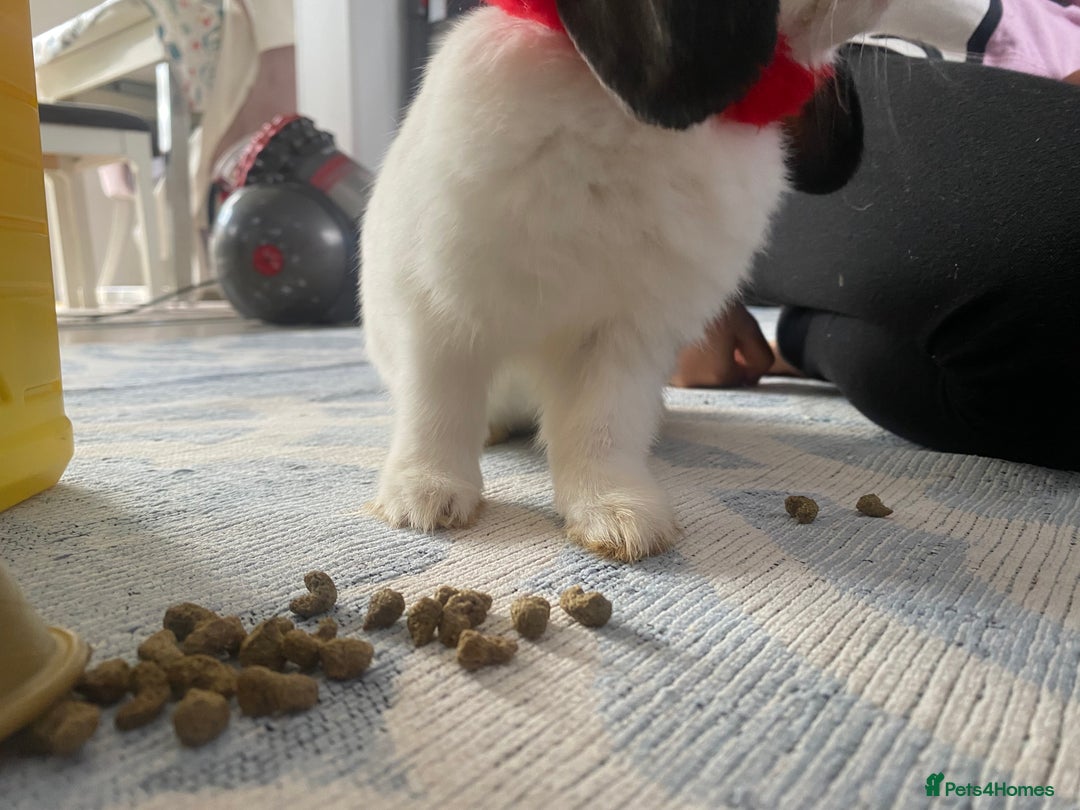 Mini Lop rabbits for sale: Mistach - Image 10