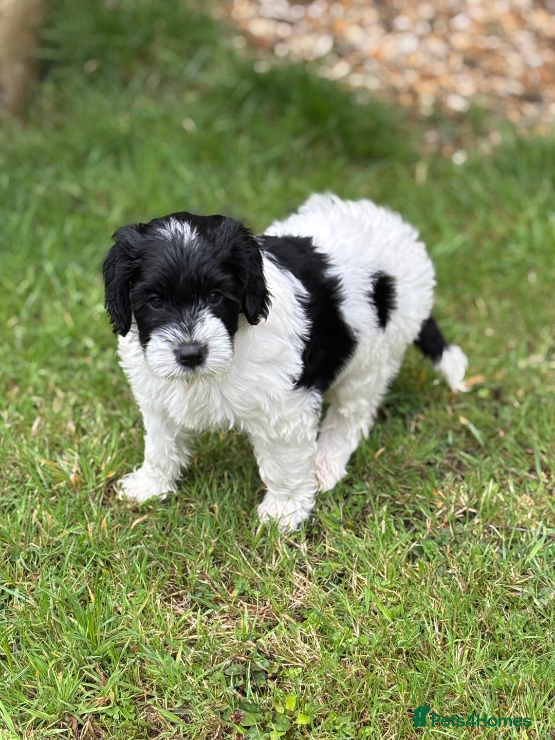 Cockapoo dogs for sale: Cockerpoo pups 2 left health tested parents  - Image 3