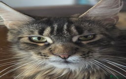 Maine Coon cats for sale: Maine coon purebred pedigre xl active in Barnsley - Image 17
