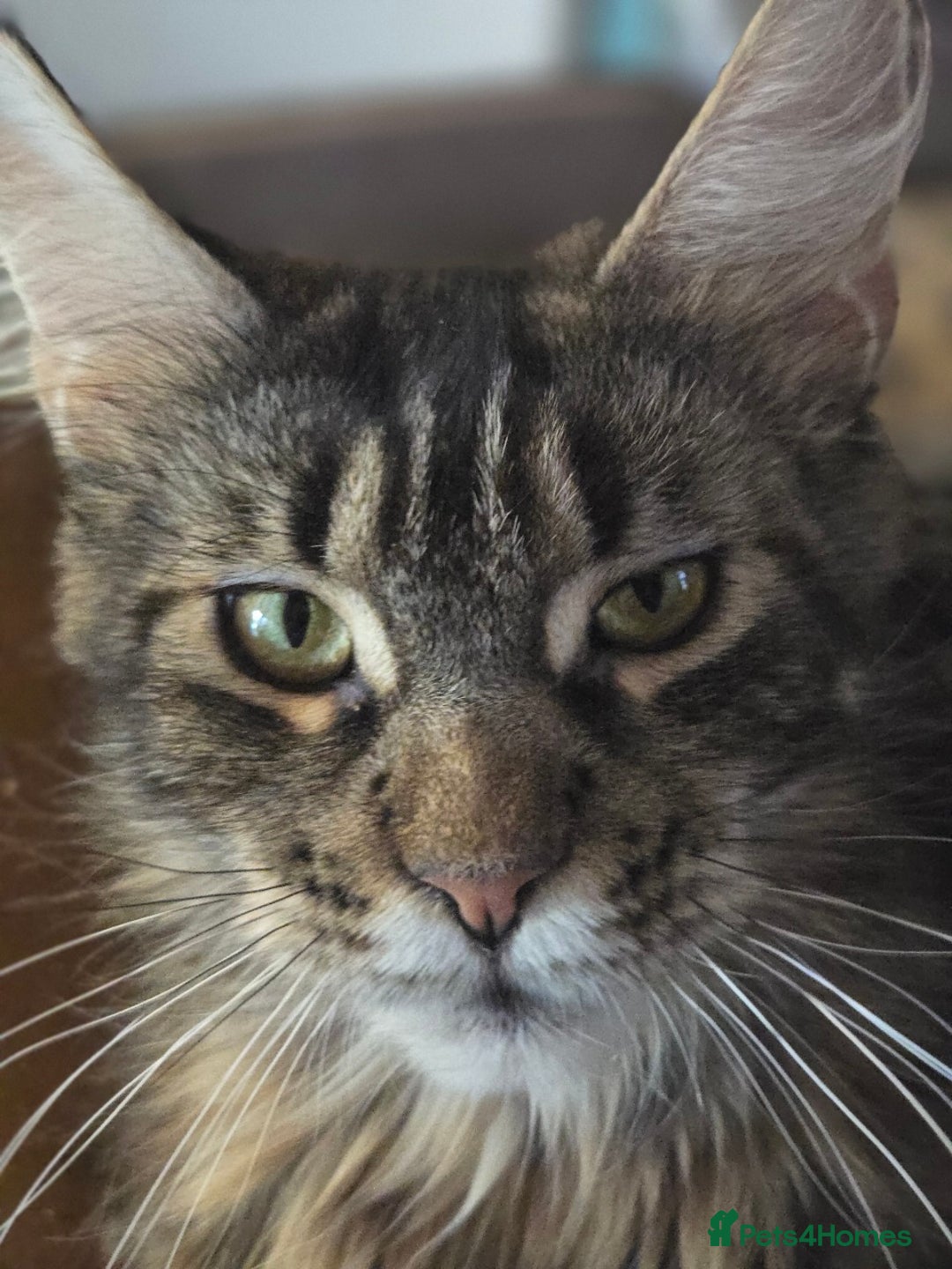 Maine Coon cats for sale: Maine coon purebred pedigre xl active in Barnsley - Image 17