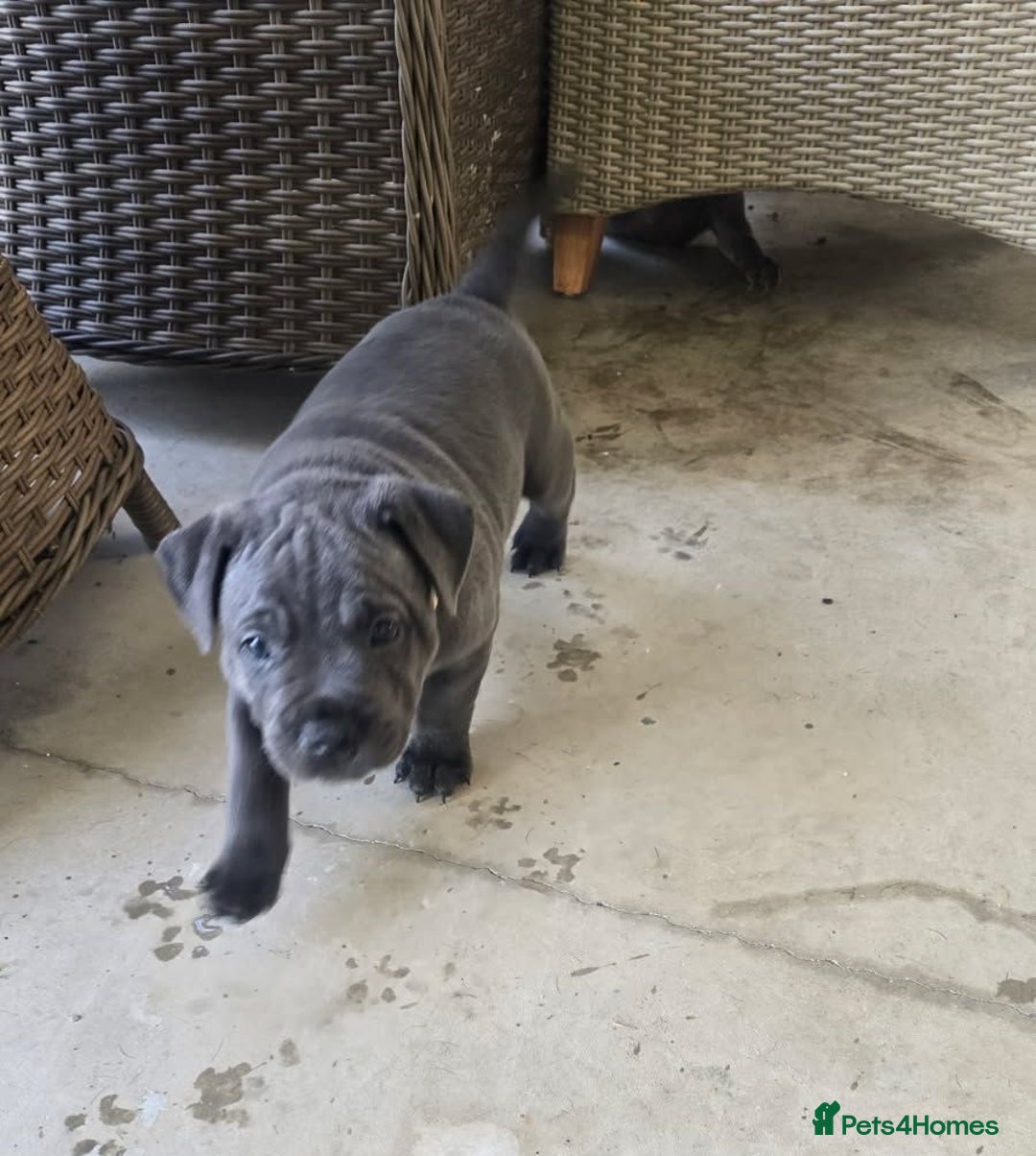 Staffordshire Bull Terrier dogs for sale: super adorable Blue Staffys pups. Kc-reg - Advert 2