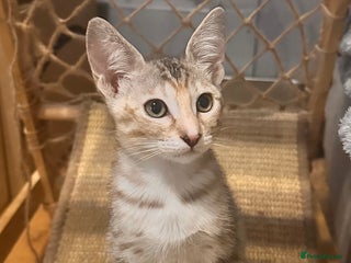 Savannah cats F4 Savannah kittens - Advert 10