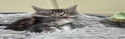 Maine Coon cats for sale: Beautiful friendly Maine Coon cross Kittens  - Advert 2