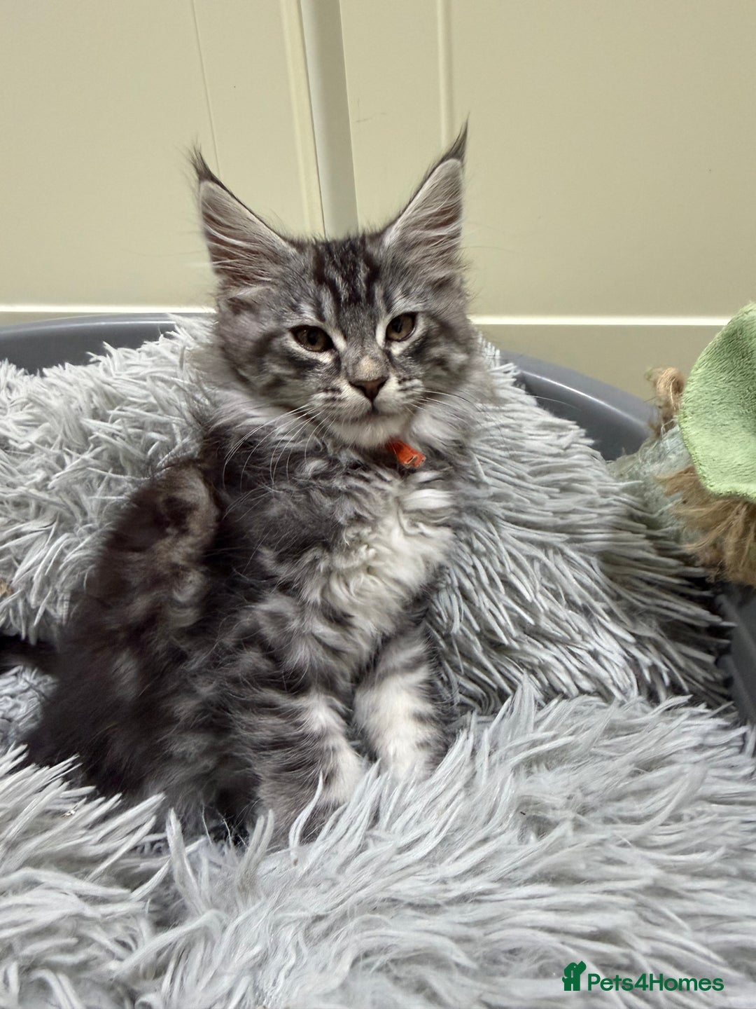Maine Coon cats for sale: Beautiful friendly Maine Coon cross Kittens  - Advert 2