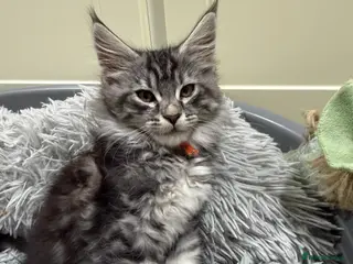 Maine Coon cats Beautiful friendly Maine Coon cross Kittens - Advert 10