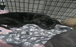 Cane Corso dogs for sale: Cane corso pups  - Image 2