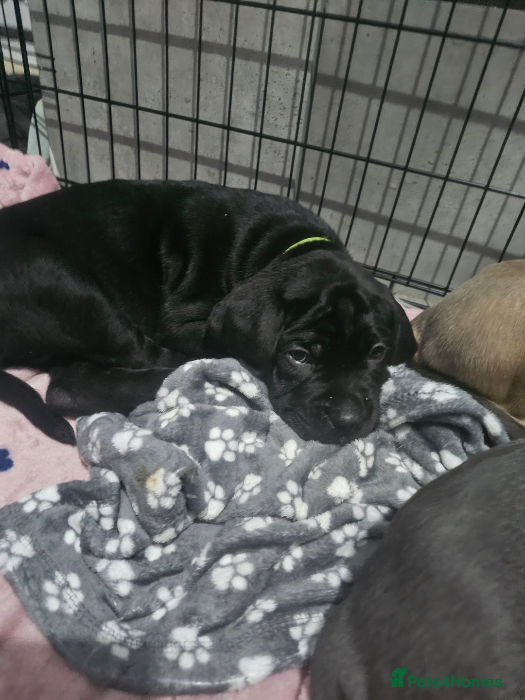 Cane Corso dogs for sale: Cane corso pups  - Image 2