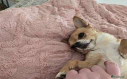 Chihuahua dogs for stud: PUREBRED CHIHUAHUA FOR STUD ONLY APPLE HEADED   - Image 9