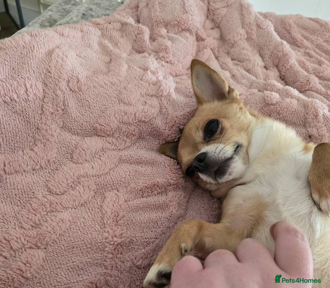 Chihuahua dogs for stud: PUREBRED CHIHUAHUA FOR STUD ONLY APPLE HEADED   - Image 9
