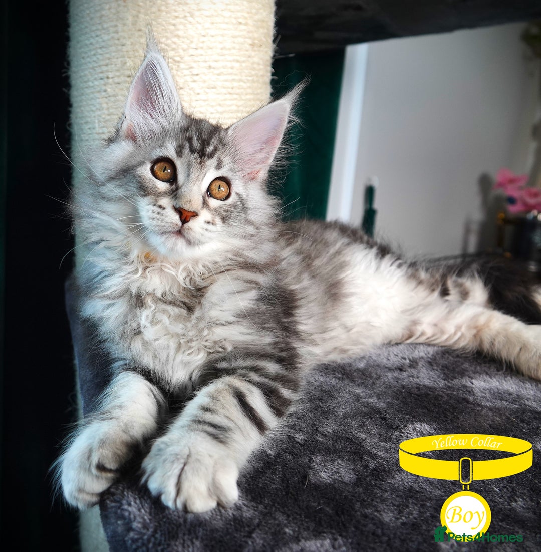 Maine Coon cats for sale: STUNNING XL PEDIGREE MAINE COON KITTENS  - Image 17