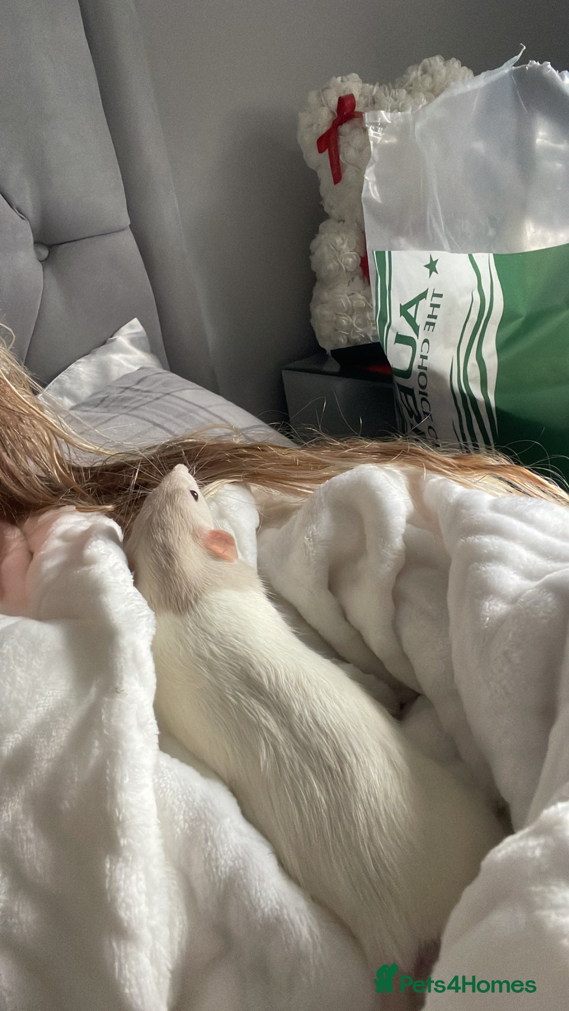 Rat rodents for sale: Four lovely rats looking for a forever home  - Advert 6