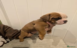 Old Tyme Bulldog dogs for sale: Kyro & Lyla Litter Old Tyme Old English Bullgdog - Image 22