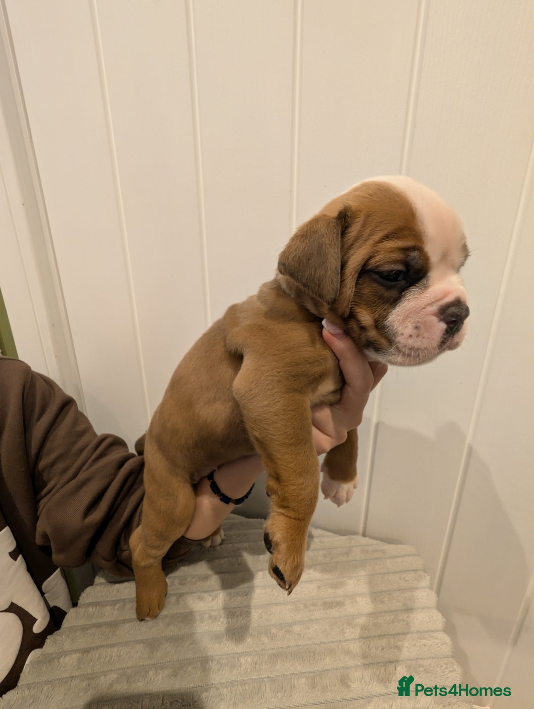 Old Tyme Bulldog dogs for sale: Kyro & Lyla Litter Old Tyme Old English Bullgdog - Image 22