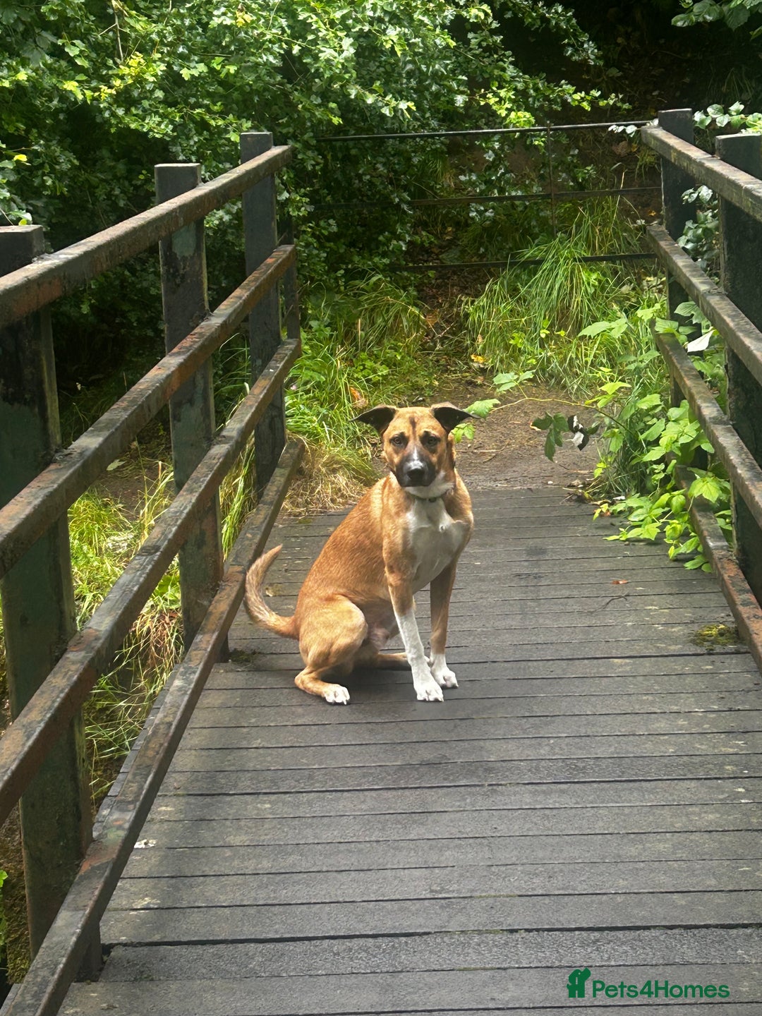 Mixed Breed dogs for sale: Manel - Image 12