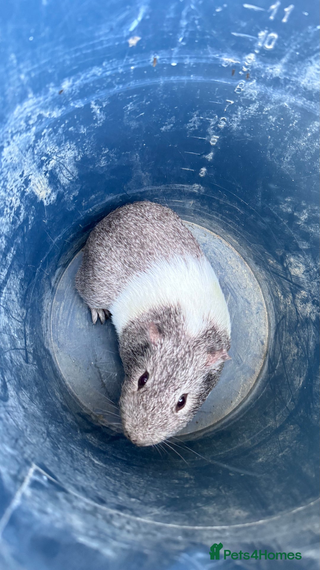 Guinea Pig rodents for sale: Mix breed  - Image 3