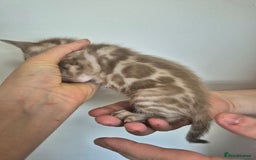 Bengal cats for sale: TICA large/clouded rosettes snow bengal kittens  - Image 19