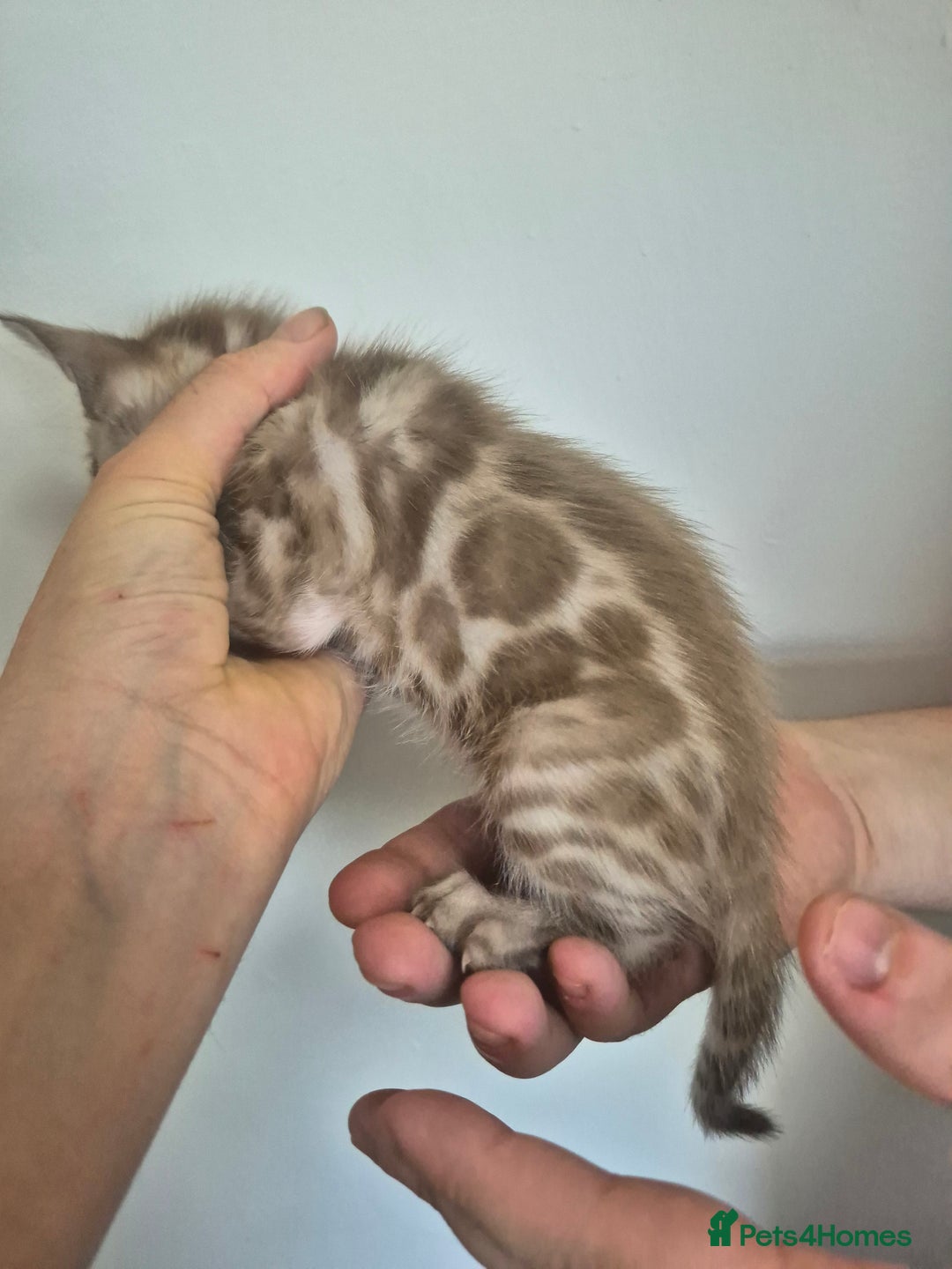 Bengal cats for sale: TICA large/clouded rosettes snow bengal kittens  - Image 19