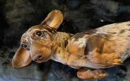 Miniature Dachshund dogs for stud: Proven, KC, PRA clear, tested, Miniature Dachshund in Hinckley - Image 7