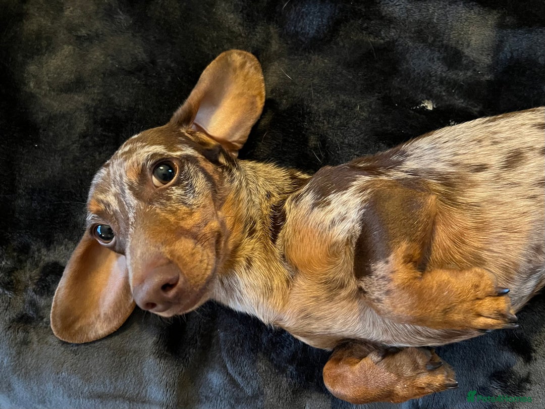 Miniature Dachshund dogs for stud: Proven, KC, PRA clear, tested, Miniature Dachshund in Hinckley - Image 7