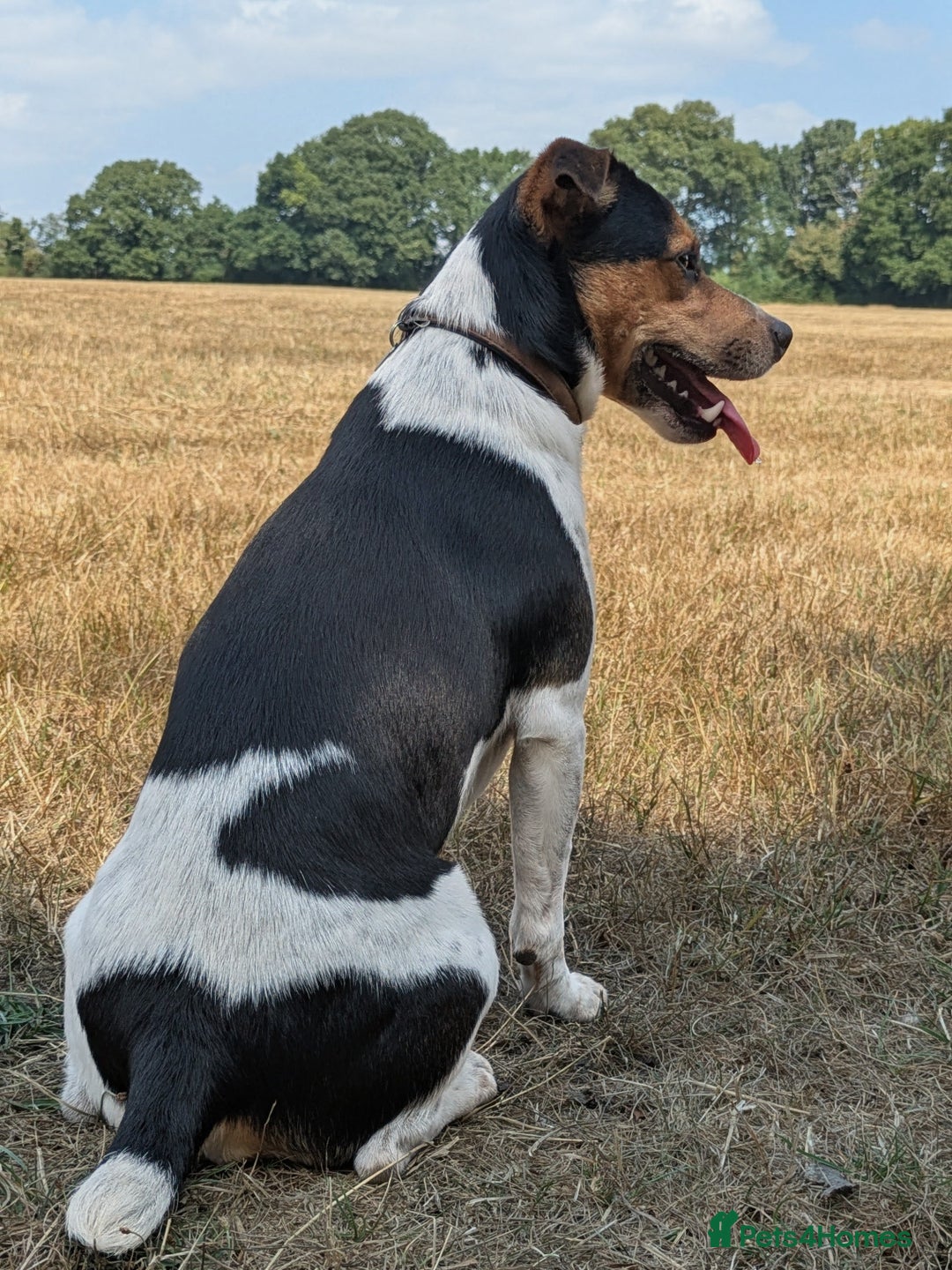 Jack Russell dogs for stud: Stunning Jack Russell for stud - Image 7