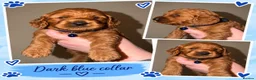 Cockapoo dogs for sale: F1b mini cockapoos - Advert 8