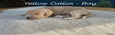 Yellow Collar - Male 