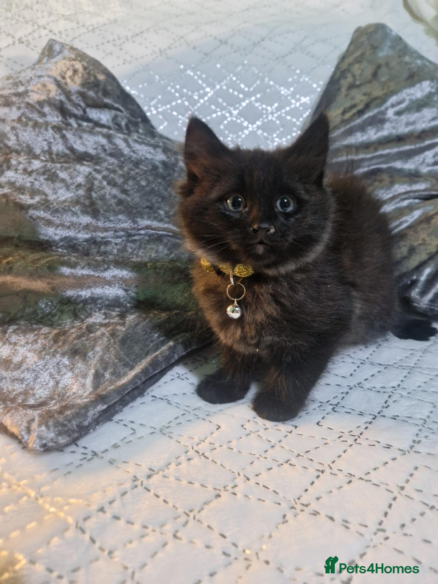 Mixed Breed cats 2 lovely kittens looking forever home ❤️💙💙 - Advert 18