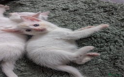 Mixed Breed cats for sale: Mixed coloured beautiful kittens 3 girls 3 boys  - Image 17