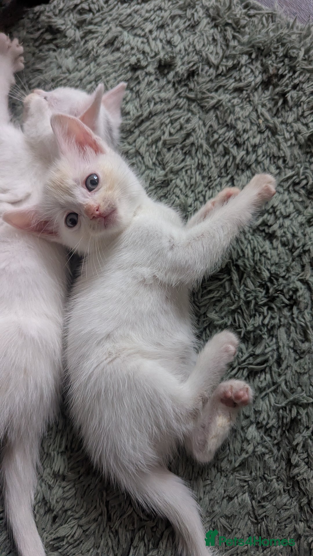 Mixed Breed cats for sale: Mixed coloured beautiful kittens 3 girls 3 boys  - Image 17
