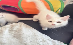 Persian cats for sale: Fluffy indoor kittens-Persian&Main Coon cross  - Image 8
