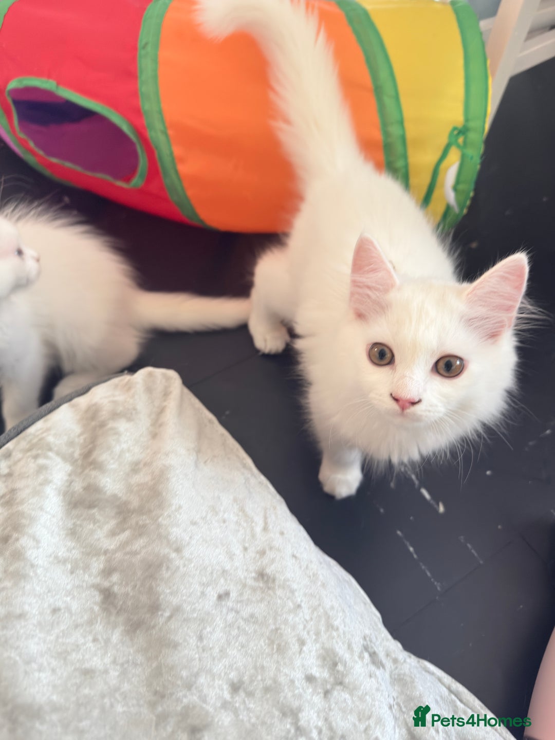 Persian cats for sale: Fluffy indoor kittens-Persian&Main Coon cross  - Image 8