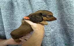 Miniature Dachshund dogs for sale: Amazing Champ Bloodlines Mini Dachshunds ✨ - Image 6