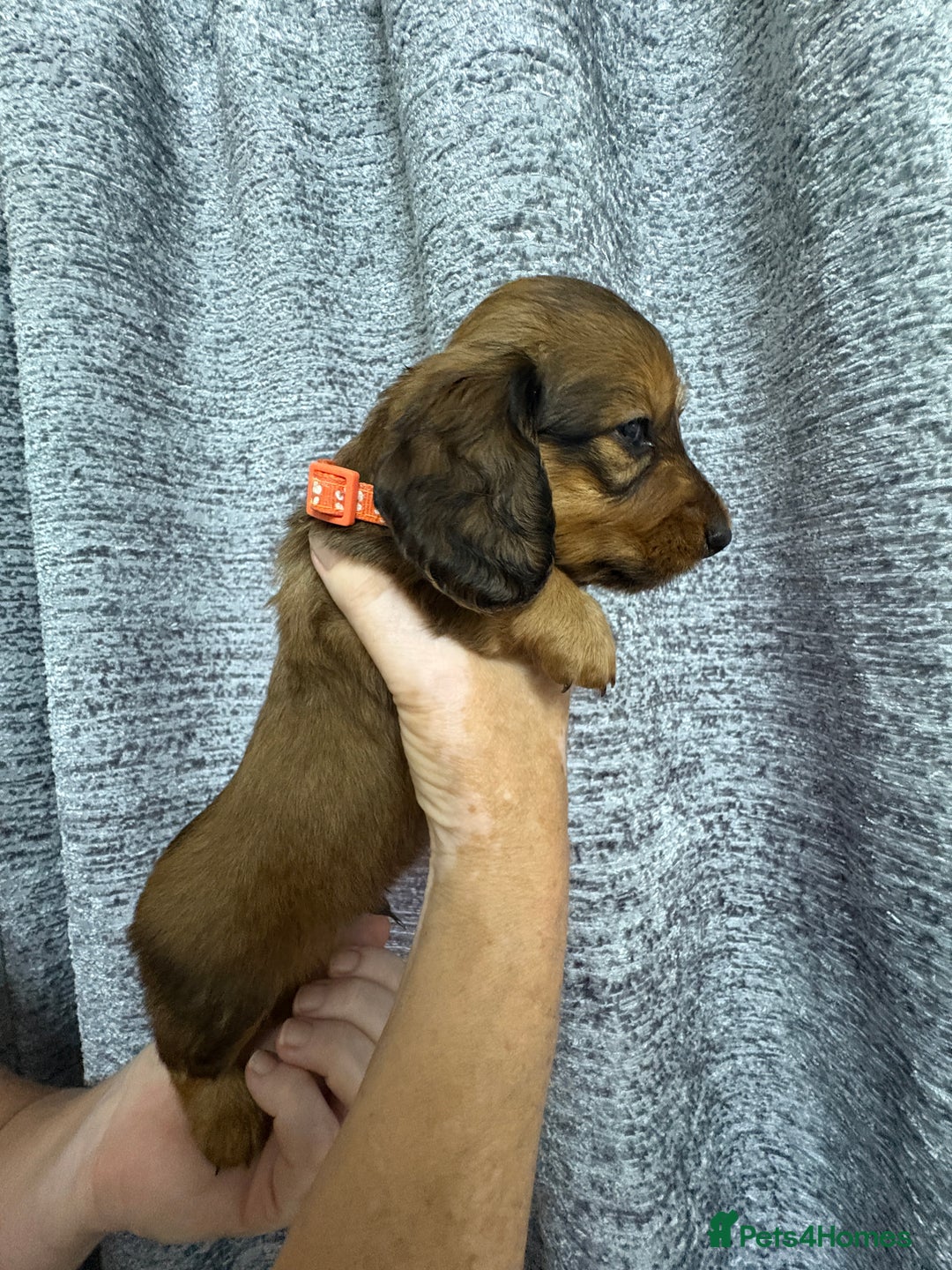 Miniature Dachshund dogs for sale: Amazing Champ Bloodlines Mini Dachshunds ✨ - Image 6