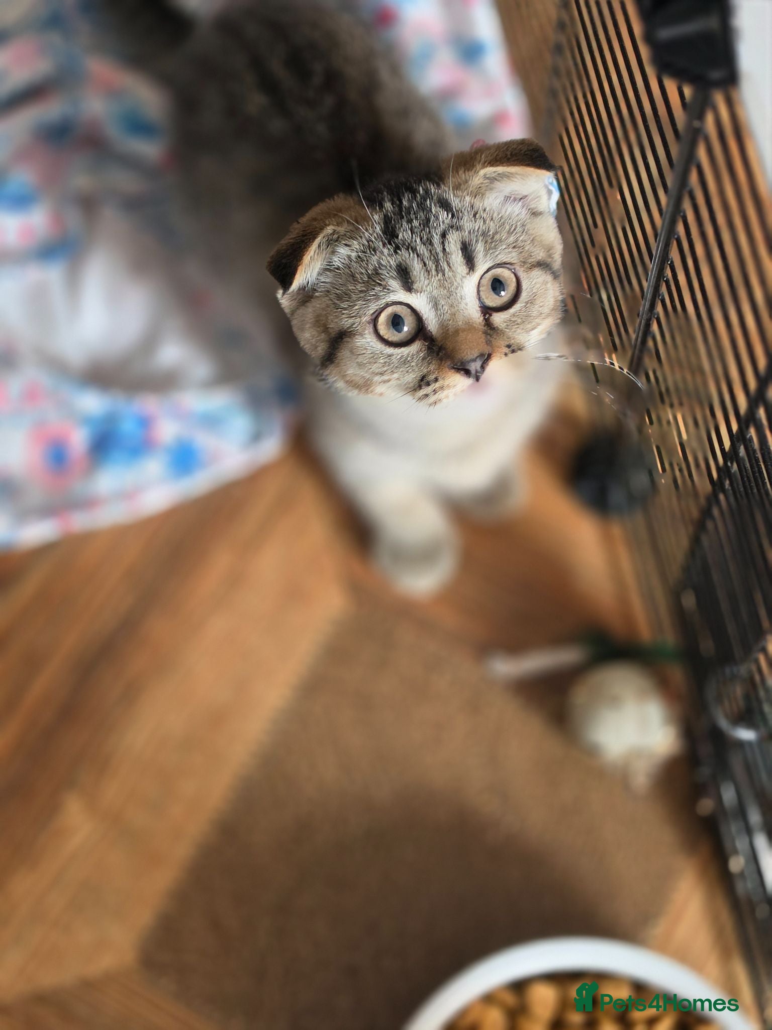 Scottish Fold cats  🥰SALE !!!🤩 LAST GIRL - Advert 4