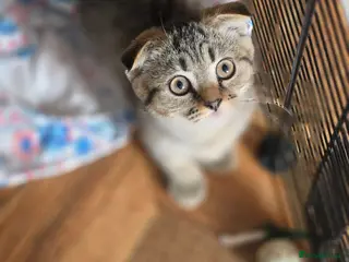 Scottish Fold cats 🥰SALE !!!🤩 LAST GIRL - Advert 4