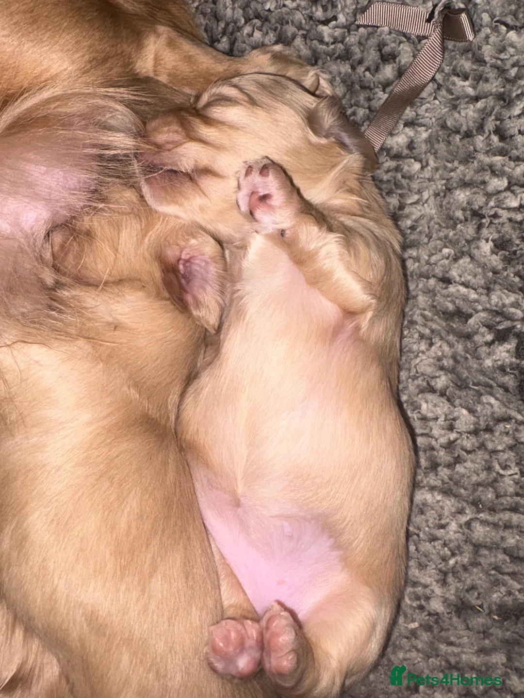Miniature Dachshund dogs for sale: KC Registered Longhaired Miniature Dachshund Pups - Advert 8