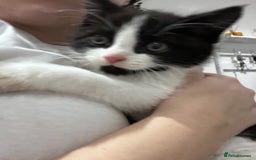 Domestic Shorthair cats for sale: Beautiful Domestic Cats-Mum,Dad&3 Adorable Kittens - Image 25