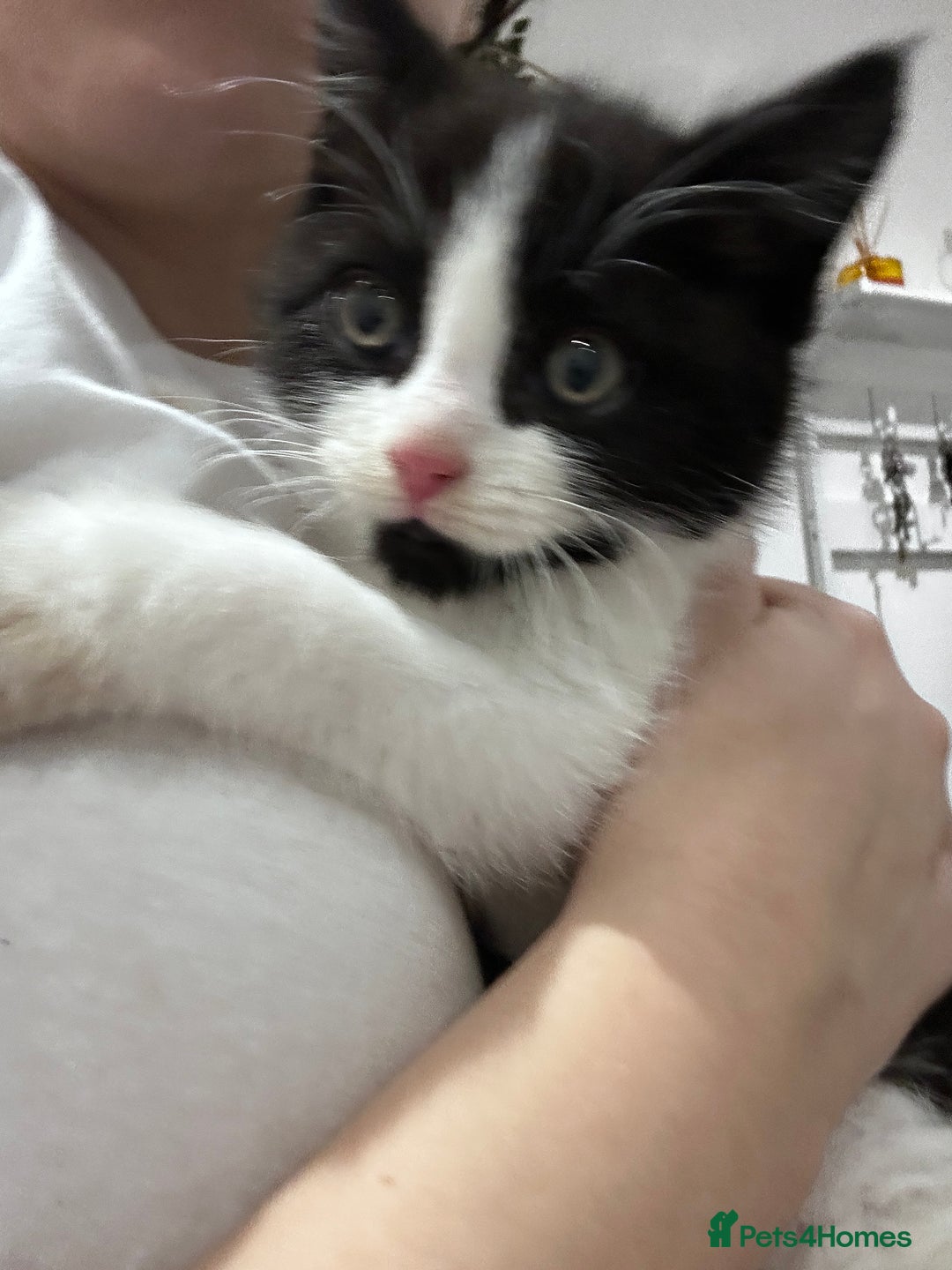 Domestic Shorthair cats for sale: Beautiful Domestic Cats-Mum,Dad&3 Adorable Kittens - Image 25