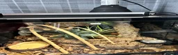 Gecko reptiles for sale: Lovely Crested Gecko and complete setup in Ardrossan - Advert 3