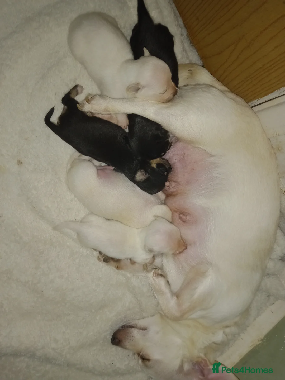 Jack Russell dogs for sale: Buddy & Teddy.Last 2 Adorable puppys - Advert 27