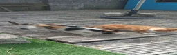 Mixed Breed cats for sale: 2 gorgeous kittens looking for their forever home  - Advert 10