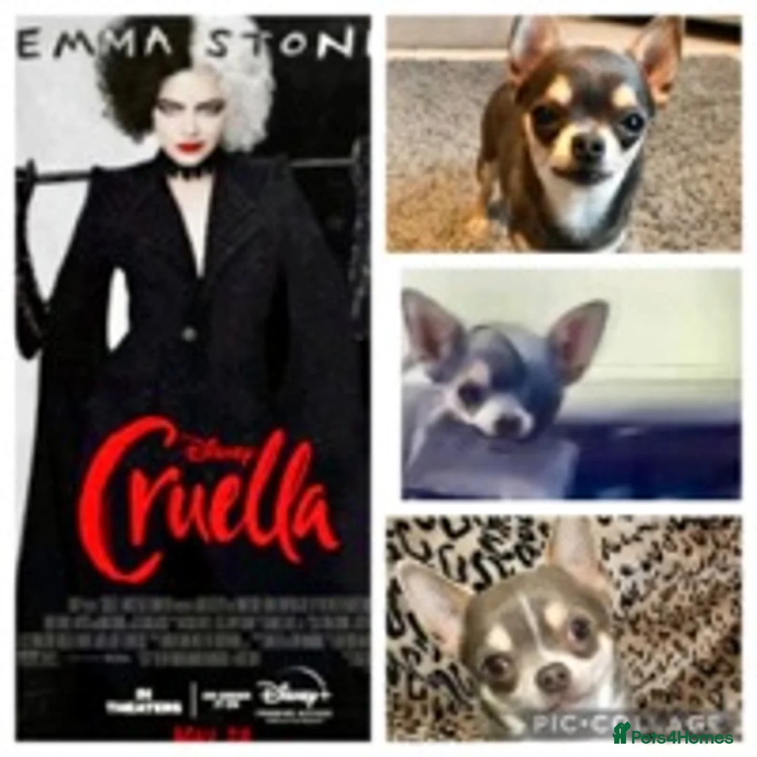 Chihuahua dogs for stud: KC STUD BOYS . STUD ONLY.  in Mansfield - Advert 15