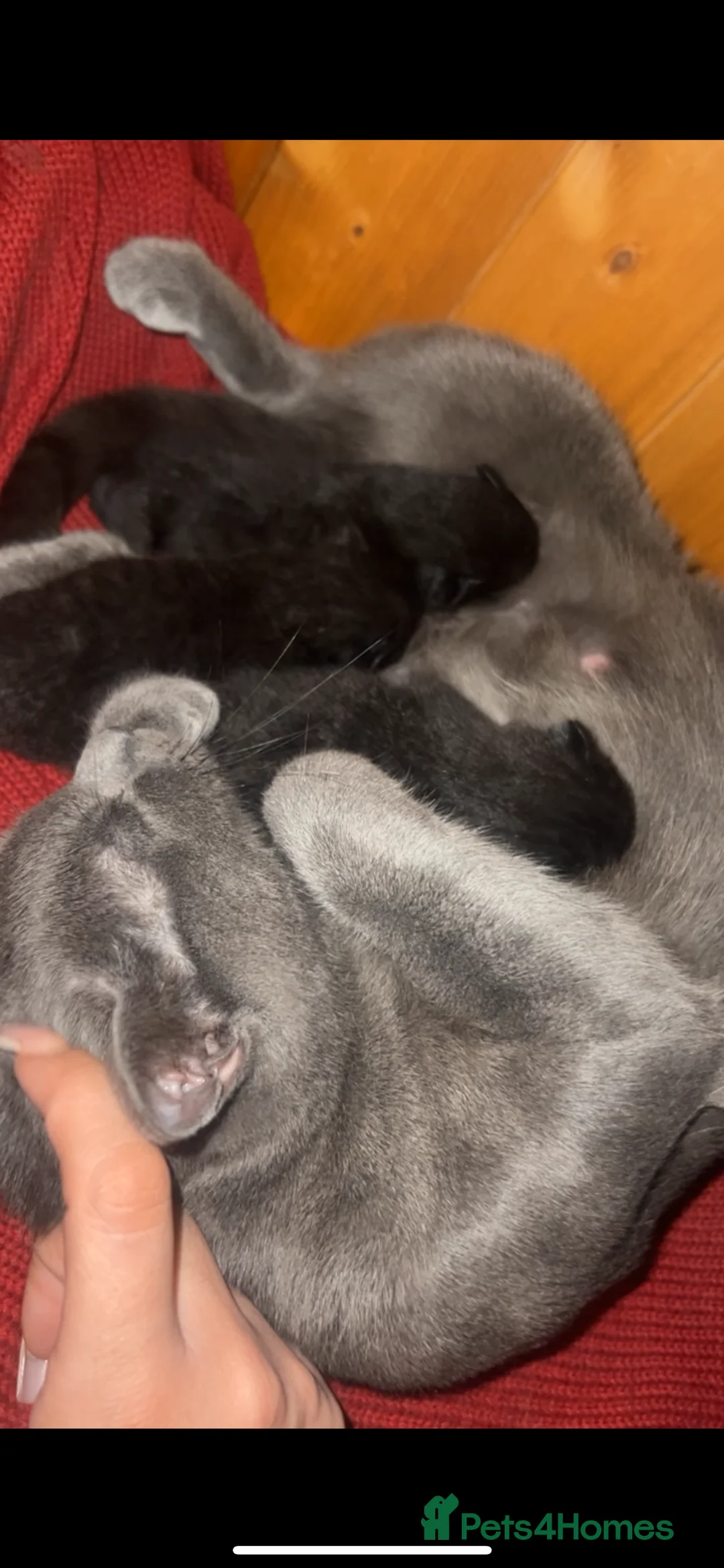 Mixed Breed cats for sale: Beautiful Black Kittens – Russian Blue Mum - Advert 2