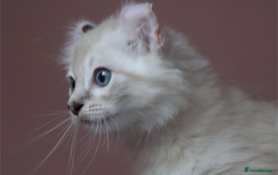 American Curl cats Pure American curl kittens  - Advert 9