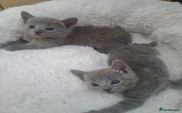 Russian Blue cats for sale: TICA Russian Blue Kittens Pedigree in Derby - Image 6