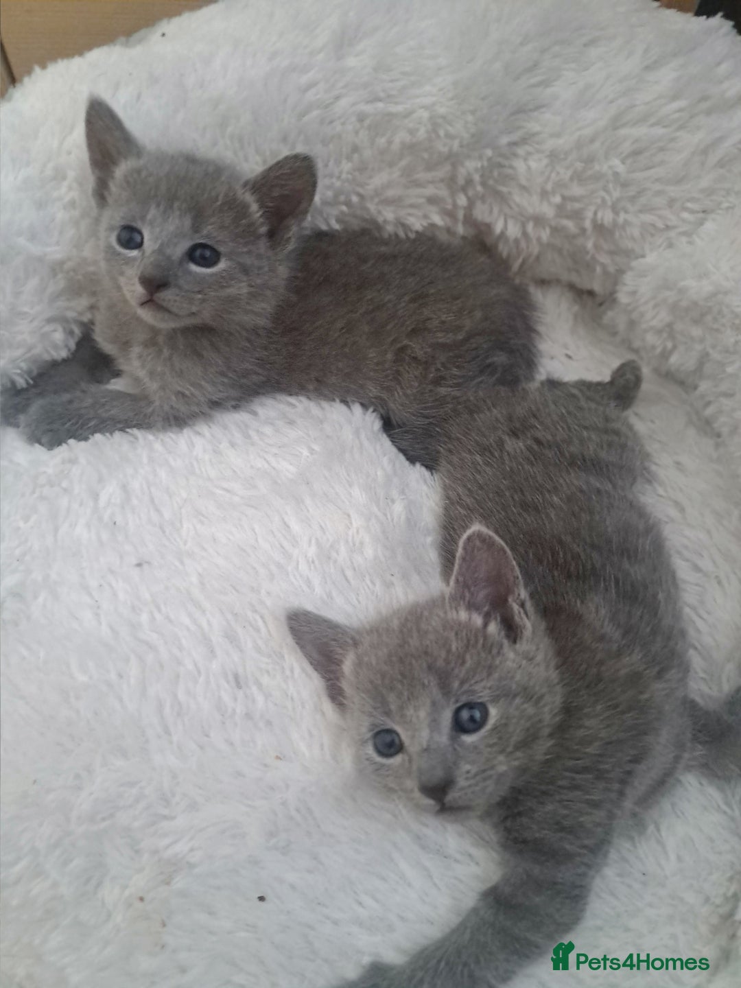 Russian Blue cats for sale: TICA Russian Blue Kittens Pedigree in Derby - Image 6