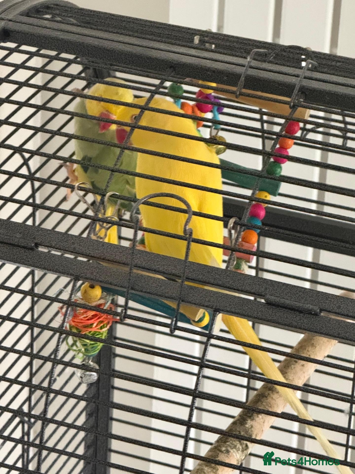 Parakeets birds Yellow Female and Green/Yellow Male Parrot - Advert 1