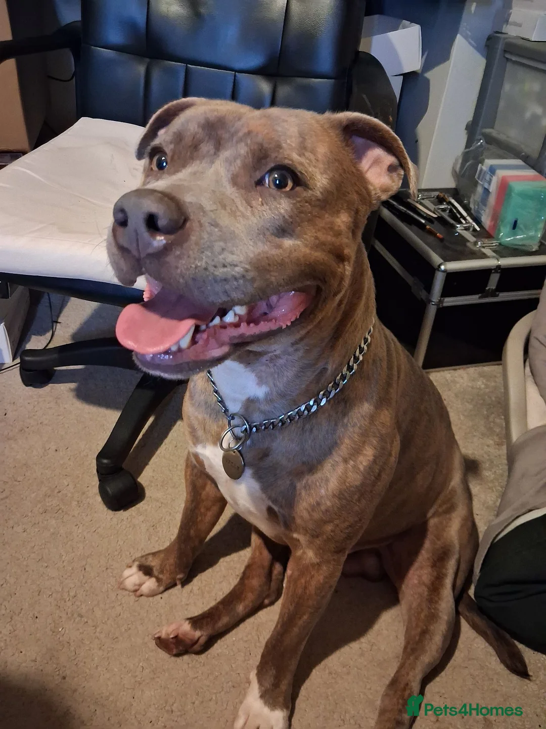 Staffordshire Bull Terrier dogs for stud: Valli. Male, 2 years 8 months old  - Advert 2