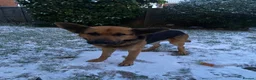 German Shepherd dogs for sale: Bailey - Advert 11