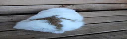 Mini Lop rabbits for sale: Purebred mini lop babies - Advert 15